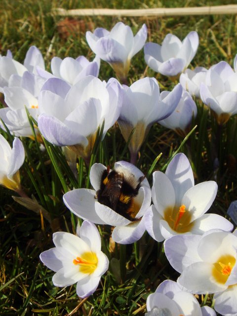 Crocus chrysanthus 'Blue Pearl' pergola